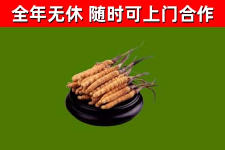 桃城区回收散虫草